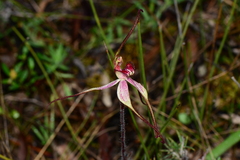 Caladenia fulva