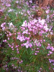 Boronia pinnata