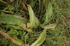 Gentiana macrophylla