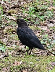 Turdus mandarinus