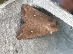 Mythimna albipuncta