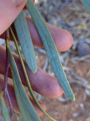 Acacia ligulata