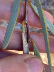 Acacia ligulata