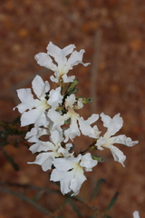 Lechenaultia galactites