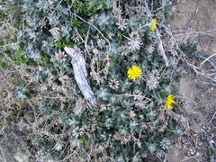 Berkheya coriacea