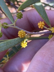 Acacia ligulata