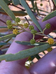Acacia ligulata