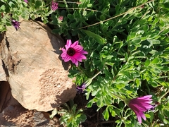 Dimorphotheca fruticosa