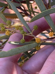 Acacia ligulata