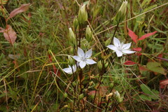 Lomatogonium carinthiacum