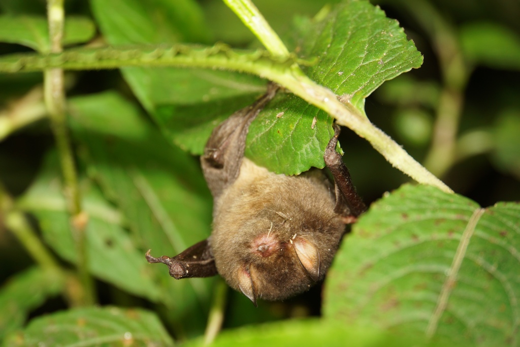 Dark Woolly Bat