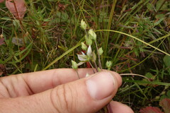 Lomatogonium carinthiacum