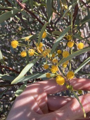 Acacia ligulata