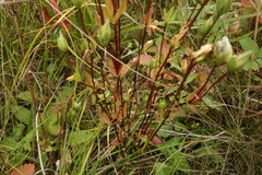 Lomatogonium carinthiacum