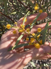 Acacia ligulata