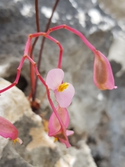 Begonia antsiranensis image