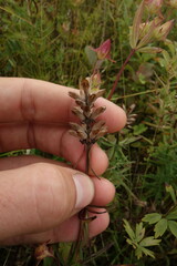Dracocephalum ruyschiana