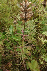 Dracocephalum ruyschiana