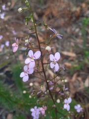 Stylidium laricifolium