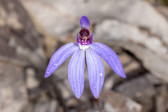 Cyanicula caerulea