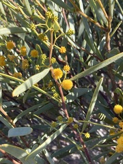 Acacia ligulata
