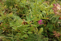 Trifolium lupinaster