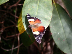 Vanessa itea