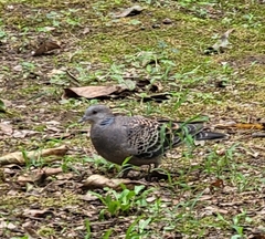 Streptopelia orientalis