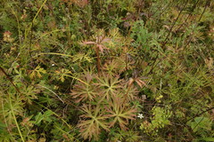Anemonastrum crinitum