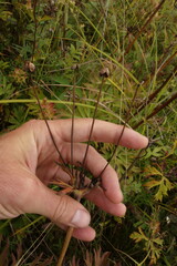 Anemonastrum crinitum