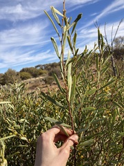 Acacia ligulata