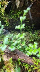 Asplenium subglandulosum