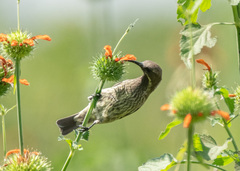 Chalcomitra senegalensis