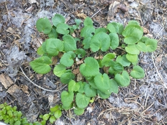 Viola