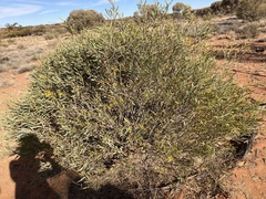 Acacia ligulata