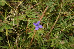 Gentianopsis barbata