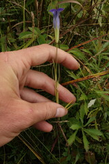 Gentianopsis barbata