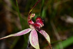 Caladenia fulva