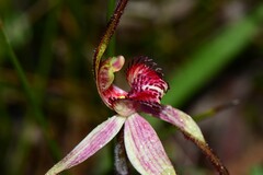 Caladenia fulva
