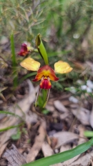 Diuris orientis