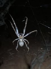 Trichonephila edulis