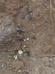 Trichomyrmex scabriceps