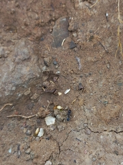 Trichomyrmex scabriceps