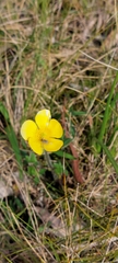 Ranunculus lappaceus