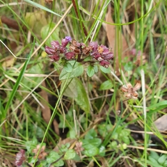 Gonocarpus micranthus
