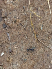 Trichomyrmex scabriceps