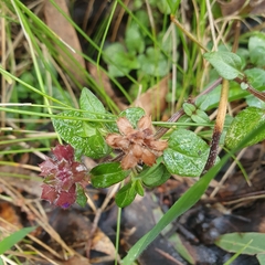 Gonocarpus micranthus