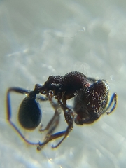 Trichomyrmex scabriceps