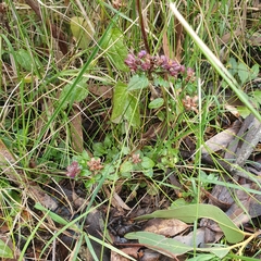 Gonocarpus micranthus