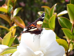 Vanessa itea